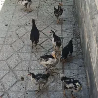 جوجه مرغ گلین پنگوعنی