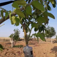 پیوند اسکنه ای پسته ، گردو   و