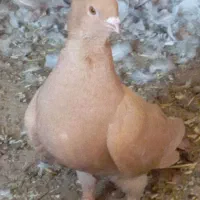 سرخ و زرد  اصلی کاکلی