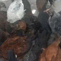 جوجه مرغ