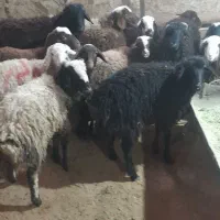 گوسفند بزغاله  گوساله زنده شبانه روز