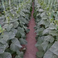 فروش گلخانه