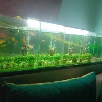 آکواریوم سفارشی ۵ خونه با ماهی ها