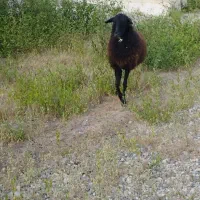 گوسفند جوان ابستن