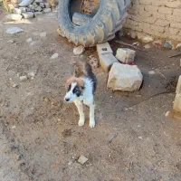 توله سگ‌