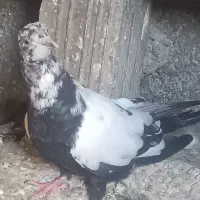کبوتر جوجه|پرنده|مشهد, جنت|دیوار