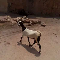 تیشتر ماده چاق چاق لنگ سه قلوه