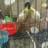 جفت عروس لوتینو فوق مولد با تخم