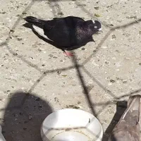 کبوتر