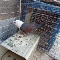 کفتر کله ضمانتی