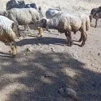 قوچ داشتی