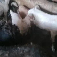 بز بزغاله