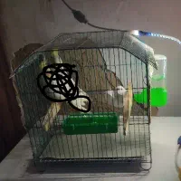 قفس پرنده