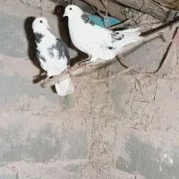 کبوتر.