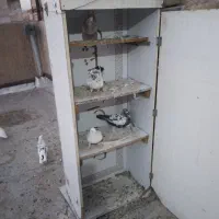کبوتر سالم