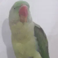 شاه طوطی سخنگو