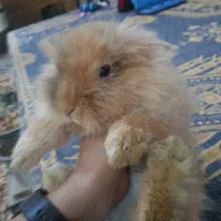 خرگوس نژاد دار