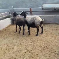 گوسفند شال