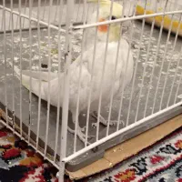 پرنده|پرنده|یزد, |دیوار