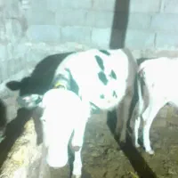 گوساله نر