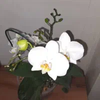 ارکیده|گل و گیاه طبیعی|مشهد, سید رضی|دیوار