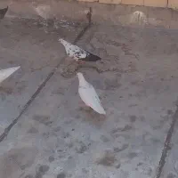 کبوتر