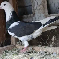 کبوتر تهرانی ساعت سنگین