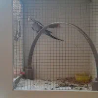 عروس هلندی نر