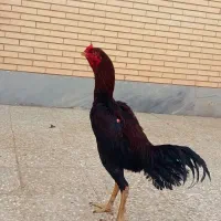 فروشی|حیوانات مزرعه|ماهان, |دیوار