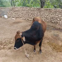 گاوقربانی