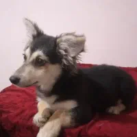 پامر اشپیتز ماده