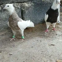طوق سور