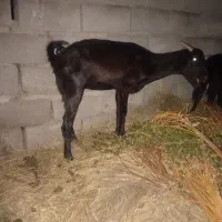 گوسفند