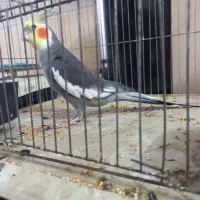 عروس هلندی نر