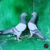 کبوتر پرشی دهنجور بشرط پرش بالا بضمانت