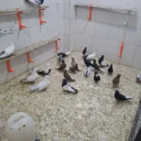 کفتر دوری