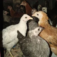 جوجه نزدیک چهار ماه محلی اصل تضمینی زیر قیمت بازار
