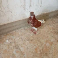دو تا کبوتر