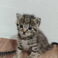 گربه|گربه|اسکو, |دیوار