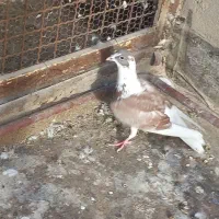 کبوتر صید|پرنده|نیشابور, مازول|دیوار