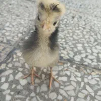 جوجه سلطان و لهستانی چند روزه اصل