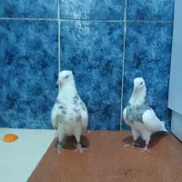 کبوتر طوقی،سینه ای