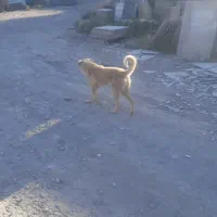 سگ نر
