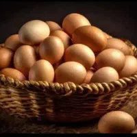تخم مرغ محلی شهر مود