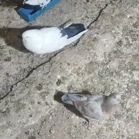 دم سبز مهر