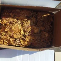 فروش عمده کارتون بل