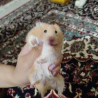 همستر کمپل
