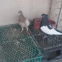 سلام سینه سیاه نر به شرت دور