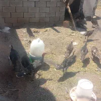 بوقلمون سینه پهن