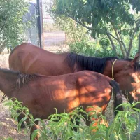مادیون و کره اسب